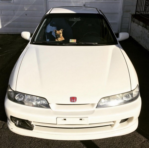 1997 Championship White Acura Integra Type-R with happy dog